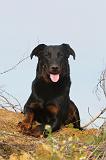 BEAUCERON 329